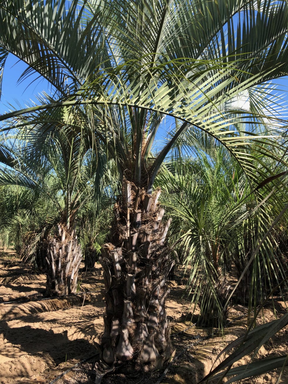 Butia Capitata Green Palm Trees For Sale in Sanger, California (Jelly Palm)