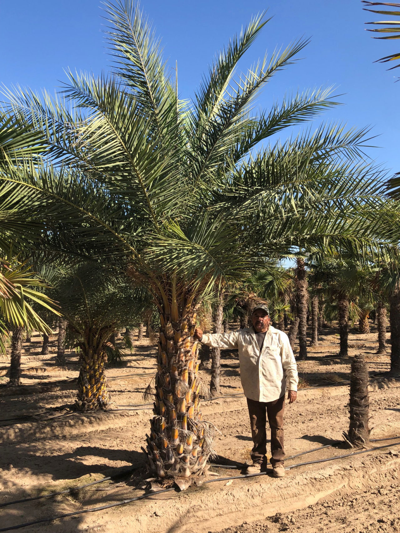 Phoenix Sylvestris Palm Trees For Sale in Sanger, California (Silver